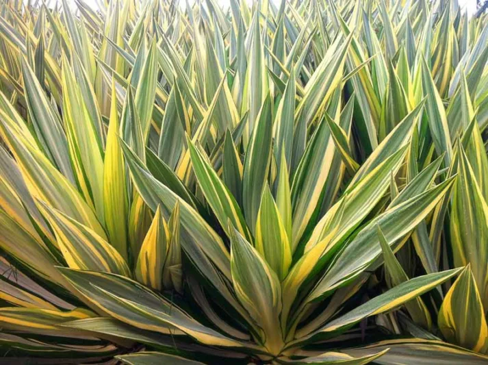 Yucca Filamentosa 'Color Guard', Variegated Yucca, Adam's Needle 'Color Guard', Carolina Silk Grass 'Color Guard', Needle Palm 'Color Guard', Spoonleaf Yucca 'Color Guard', evergreen shrub, Spanish Bayonet