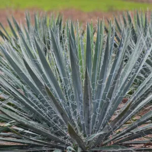 Yucca Filamentosa 'Excalibur', Adam's Needle 'Excalibur', Carolina Silk Grass 'Excalibur', Needle Palm 'Excalibur', Spoonleaf Yucca 'Excalibur', evergreen shrub, Spanish Bayonet