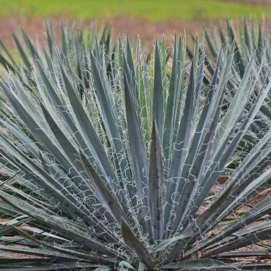 Yucca Filamentosa 'Excalibur', Adam's Needle 'Excalibur', Carolina Silk Grass 'Excalibur', Needle Palm 'Excalibur', Spoonleaf Yucca 'Excalibur', evergreen shrub, Spanish Bayonet