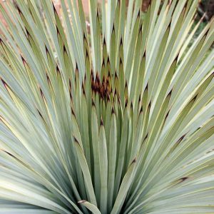 Yucca whipplei, Our Lord's Candle, Spanish Bayonet, Chaparral Yucca, Hesperoyucca whipplei, Yucca peninsularis, Drought tolerant Evergreen, Hardy succulent