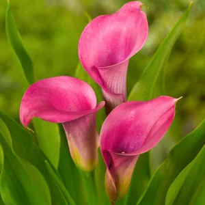 Zantedeschia Amethyst, Calla Lily Amethyst, Arum Lily Amethyst, Calla Lilies, Arum Lilies, Zantedeschia care, pink calla lilies, purple calla lilies