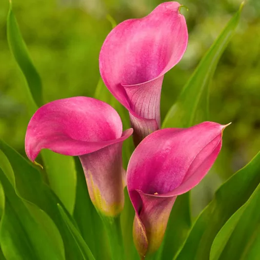 Zantedeschia Amethyst, Calla Lily Amethyst, Arum Lily Amethyst, Calla Lilies, Arum Lilies, Zantedeschia care, pink calla lilies, purple calla lilies