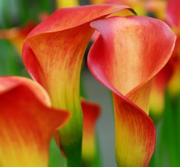 Zantedeschia 'Fire Glow', Calla Lily 'Captain Safari' , Arum Lily 'Fire Glow', Calla Lilies, Arum Lilies, Zantedeschia care, orange calla lilies, peach calla lilies