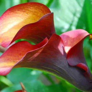 Zantedeschia 'Flame', Calla Lily 'Flame', Arum Lily 'Flame', Calla Lilies, Arum Lilies, Zantedeschia care, orange calla lilies, peach calla lilies