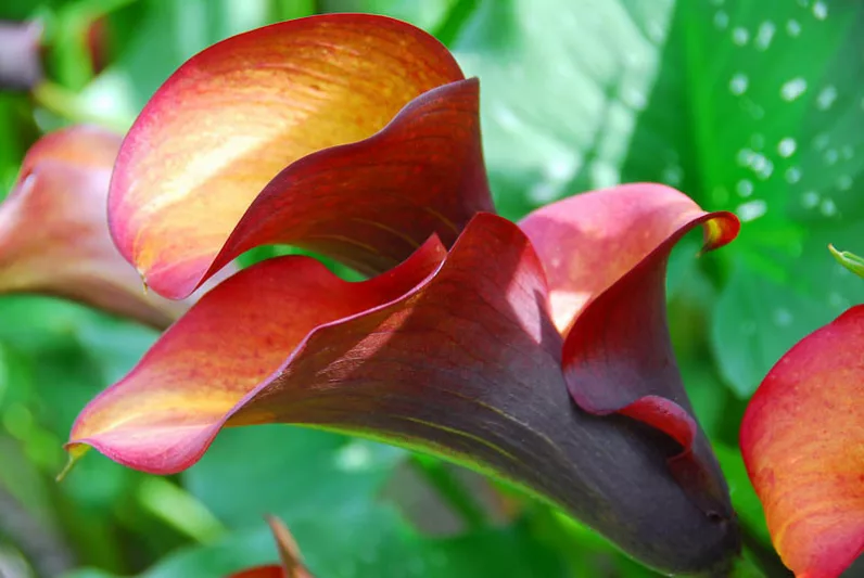 Zantedeschia 'Flame', Calla Lily 'Flame', Arum Lily 'Flame', Calla Lilies, Arum Lilies, Zantedeschia care, orange calla lilies, peach calla lilies