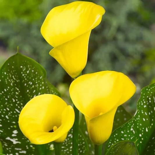 Zantedeschia 'Golden Chalice', Calla Lily 'Golden Chalice', Arum Lily 'Golden Chalice', Calla Lilies, Arum Lilies, Zantedeschia care, yellow calla lilies