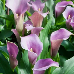 Zantedeschia Lavender Gem, Calla Lily Lavender Gem, Arum Lily Lavender Gem, Calla Lilies, Arum Lilies, Zantedeschia care, Lavender calla lilies, Lavender Flowers