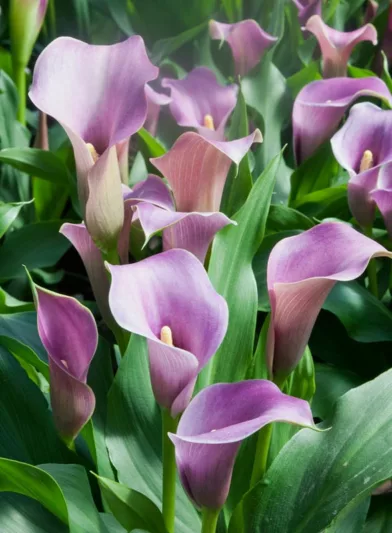 Zantedeschia Lavender Gem, Calla Lily Lavender Gem, Arum Lily Lavender Gem, Calla Lilies, Arum Lilies, Zantedeschia care, Lavender calla lilies, Lavender Flowers
