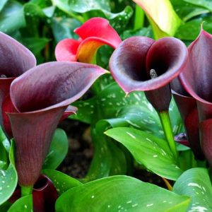 Zantedeschia 'Night Cap', Calla Lily 'Night Cap', Arum Lily 'Night Cap', Calla Lilies, Arum Lilies, Zantedeschia care, Black calla lilies, Black calla lilies