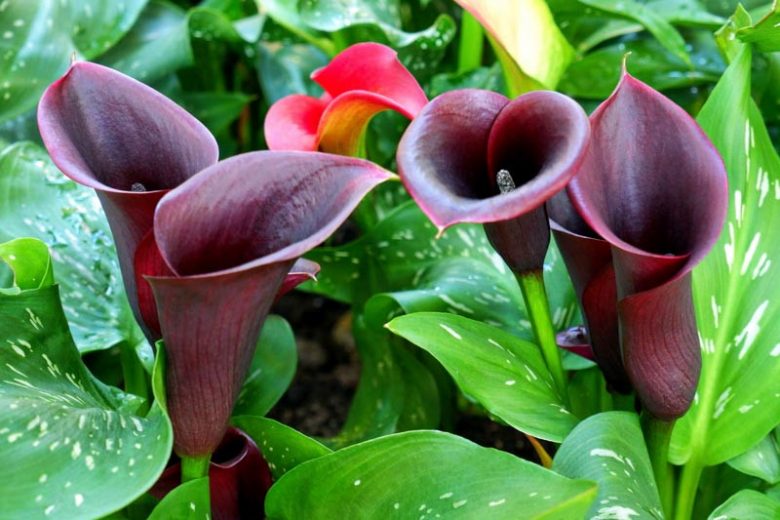 Zantedeschia 'Night Cap', Calla Lily 'Night Cap', Arum Lily 'Night Cap', Calla Lilies, Arum Lilies, Zantedeschia care, Black calla lilies, Black calla lilies