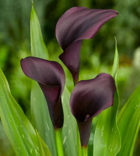 Zantedeschia 'Odessa', Calla Lily 'Odessa', Arum Lily 'Odessa', Calla Lilies, Arum Lilies, Zantedeschia care, Black calla lilies, Black calla lilies