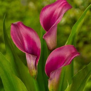 Zantedeschia Regale, Calla Lily Regal, Arum Lily Regal, Calla Lilies, Arum Lilies, Zantedeschia care, pink calla lilies, purple calla lilies