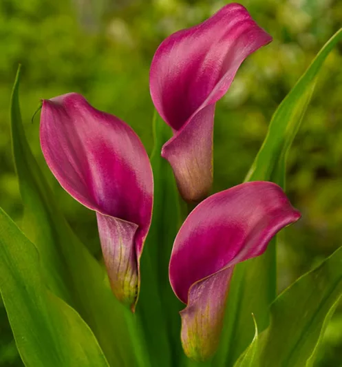 Zantedeschia Regale, Calla Lily Regal, Arum Lily Regal, Calla Lilies, Arum Lilies, Zantedeschia care, pink calla lilies, purple calla lilies