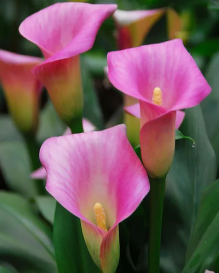 Zantedeschia Rubylite Pink Ice, Calla Lily Rubylite Pink Ice, Arum Lily Rubylite Pink Ice, Calla Lilies, Arum Lilies, Zantedeschia care, pink calla lilies