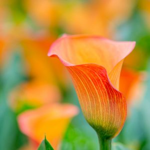 Zantedeschia 'Sunrise', Calla Lily 'Sunrise' , Arum Lily 'Sunrise', Calla Lilies, Arum Lilies, Zantedeschia care, orange calla lilies, peach calla lilies