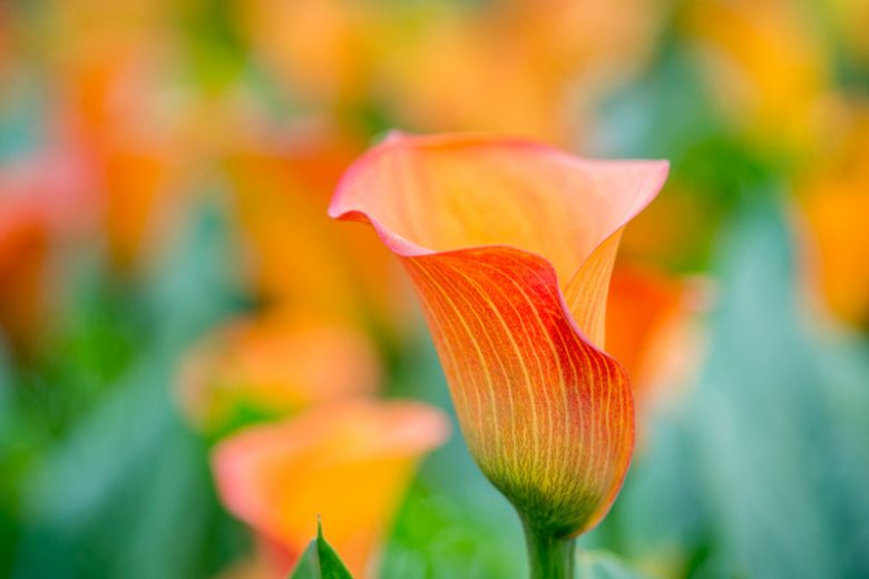 Zantedeschia 'Sunrise', Calla Lily 'Sunrise' , Arum Lily 'Sunrise', Calla Lilies, Arum Lilies, Zantedeschia care, orange calla lilies, peach calla lilies