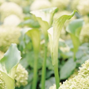 Zantedeschia 'Green Goddess', Calla Lily 'Green Goddess', Arum Lily 'Green Goddess', Calla Lilies, Arum Lilies, Zantedeschia care, Zantedeschia aethiopica, white calla lilies, cream calla lilies