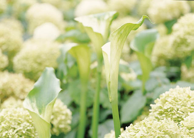Zantedeschia 'Green Goddess', Calla Lily 'Green Goddess', Arum Lily 'Green Goddess', Calla Lilies, Arum Lilies, Zantedeschia care, Zantedeschia aethiopica, white calla lilies, cream calla lilies