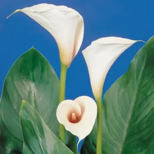 Zantedeschia 'Pink Mist', Calla Lily 'Pink Mist', Arum Lily 'Pink Mist', Calla Lilies, Arum Lilies, Zantedeschia care, white calla lilies, cream calla lilies, pink calla lilies