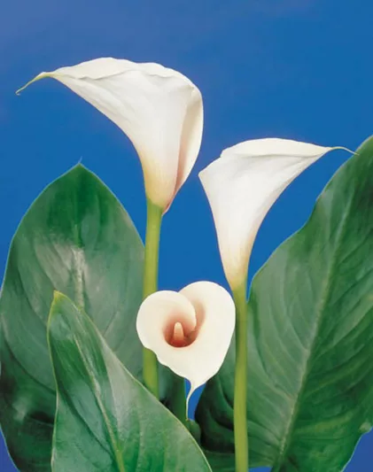 Zantedeschia 'Pink Mist', Calla Lily 'Pink Mist', Arum Lily 'Pink Mist', Calla Lilies, Arum Lilies, Zantedeschia care, white calla lilies, cream calla lilies, pink calla lilies