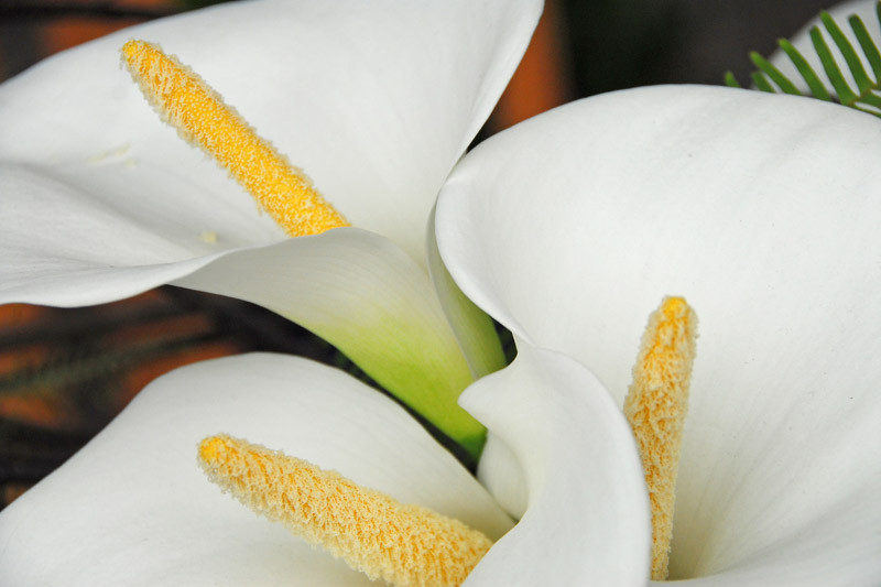 Zantedeschia aethiopica, Calla Lily, Arum Lily, African Lily, Altar Lily, Egyptian Lily, Lily of the Nile, Richardia, Trumpet Lily, White Arum Lily, White calla lilies, White flowers