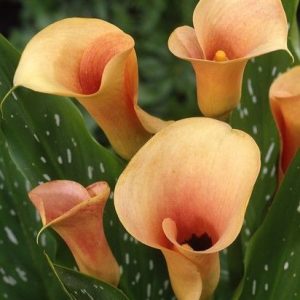 Zantedeschia 'Cameo', Calla Lily 'Cameo', Arum Lily 'Cameo', Calla Lilies, Arum Lilies, Zantedeschia care, orange calla lilies, peach calla lilies