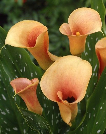 Zantedeschia 'Cameo', Calla Lily 'Cameo', Arum Lily 'Cameo', Calla Lilies, Arum Lilies, Zantedeschia care, orange calla lilies, peach calla lilies