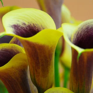 Zantedeschia 'Captain Chelsea, Calla Lily 'Captain Chelsea' , Arum Lily 'Captain Chelsea', Calla Lilies, Arum Lilies, Zantedeschia care, Yellow calla lilies, Yellow flowers