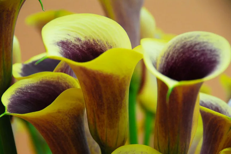 Zantedeschia 'Captain Chelsea, Calla Lily 'Captain Chelsea' , Arum Lily 'Captain Chelsea', Calla Lilies, Arum Lilies, Zantedeschia care, Yellow calla lilies, Yellow flowers