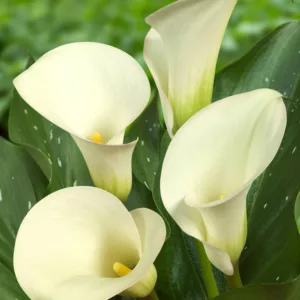 Zantedeschia 'Captain Ventura, Calla Lily 'Captain Ventura' , Arum Lily 'Captain Ventura', Calla Lilies, Arum Lilies, Zantedeschia care, White calla lilies, White flowers