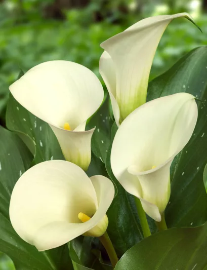 Zantedeschia 'Captain Ventura, Calla Lily 'Captain Ventura' , Arum Lily 'Captain Ventura', Calla Lilies, Arum Lilies, Zantedeschia care, White calla lilies, White flowers
