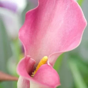 Zantedeschia 'Captain Romance', Calla Lily 'Captain Romance', Arum Lily 'Captain Romance', Calla Lilies, Arum Lilies, Zantedeschia care, pink calla lilies, purple calla lilies