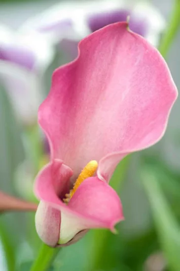 Zantedeschia 'Captain Romance', Calla Lily 'Captain Romance', Arum Lily 'Captain Romance', Calla Lilies, Arum Lilies, Zantedeschia care, pink calla lilies, purple calla lilies
