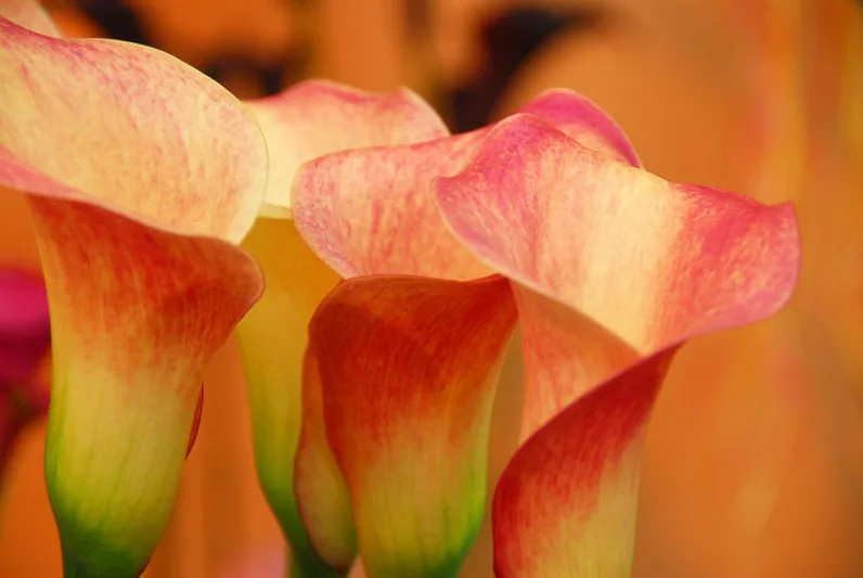 Zantedeschia 'Captain Safari', Calla Lily 'Captain Safari' , Arum Lily 'Captain Safari', Calla Lilies, Arum Lilies, Zantedeschia care, orange calla lilies, peach calla lilies