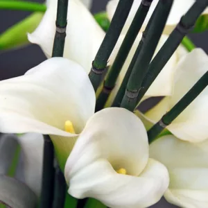 Zantedeschia 'Crystal Blush', Calla Lily 'Crystal Blush', Arum Lily 'Crystal Blush', Calla Lilies, Arum Lilies, Zantedeschia care, white calla lilies, cream calla lilies, pink calla lilies