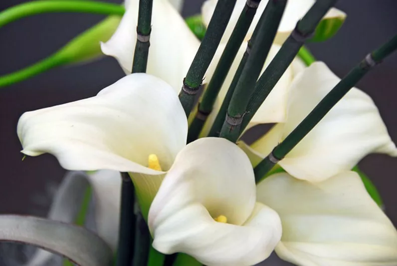 Zantedeschia 'Crystal Blush', Calla Lily 'Crystal Blush', Arum Lily 'Crystal Blush', Calla Lilies, Arum Lilies, Zantedeschia care, white calla lilies, cream calla lilies, pink calla lilies
