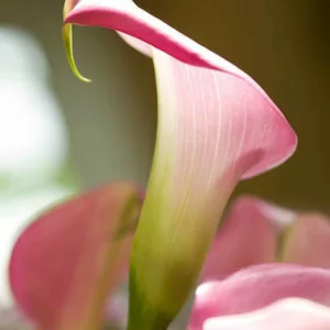 Zantedeschia 'Garnet Glow', Calla Lily 'Garnet Glow', Arum Lily 'Garnet Glow', Calla Lilies, Arum Lilies, Zantedeschia care, pink calla lilies, purple calla lilies