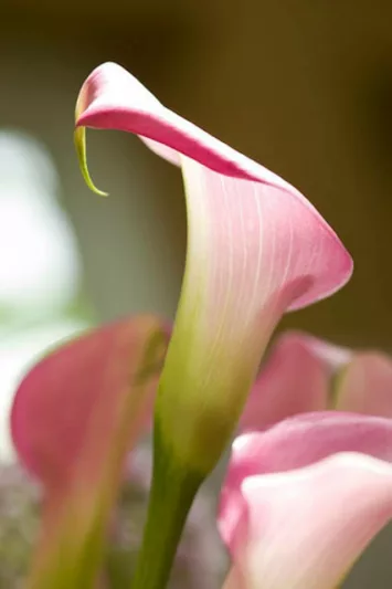 Zantedeschia 'Garnet Glow', Calla Lily 'Garnet Glow', Arum Lily 'Garnet Glow', Calla Lilies, Arum Lilies, Zantedeschia care, pink calla lilies, purple calla lilies