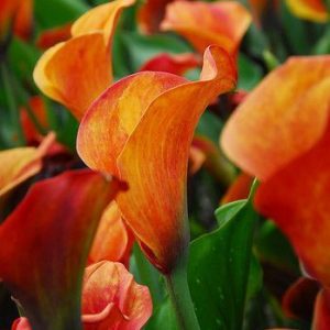 Zantedeschia 'Mango', Calla Lily 'Mango', Arum Lily 'Mango', Calla Lilies, Arum Lilies, Zantedeschia care, orange calla lilies, peach calla lilies