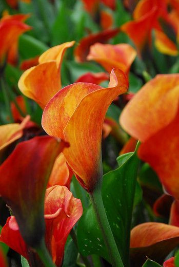 Zantedeschia 'Mango', Calla Lily 'Mango', Arum Lily 'Mango', Calla Lilies, Arum Lilies, Zantedeschia care, orange calla lilies, peach calla lilies