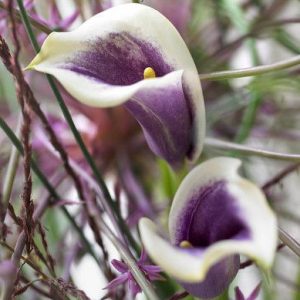 Zantedeschia 'Picasso', Calla Lily 'Picasso', Arum Lily 'Picasso', Calla Lilies, Arum Lilies, Zantedeschia care