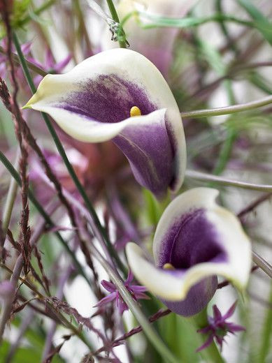 Zantedeschia 'Picasso', Calla Lily 'Picasso', Arum Lily 'Picasso', Calla Lilies, Arum Lilies, Zantedeschia care