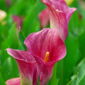 Zantedeschia rehmannii, Pink Calla Lily, Calla Lilies, Arum Lilies, Zantedeschia care, pink calla lilies