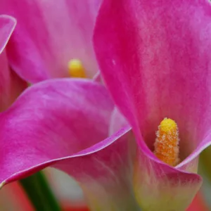 Zantedeschia Rubylite Rose, Calla Lily Rubylite Rose, Arum Lily Rubylite Rose, Calla Lilies, Arum Lilies, Zantedeschia care, pink calla lilies, purple calla lilies