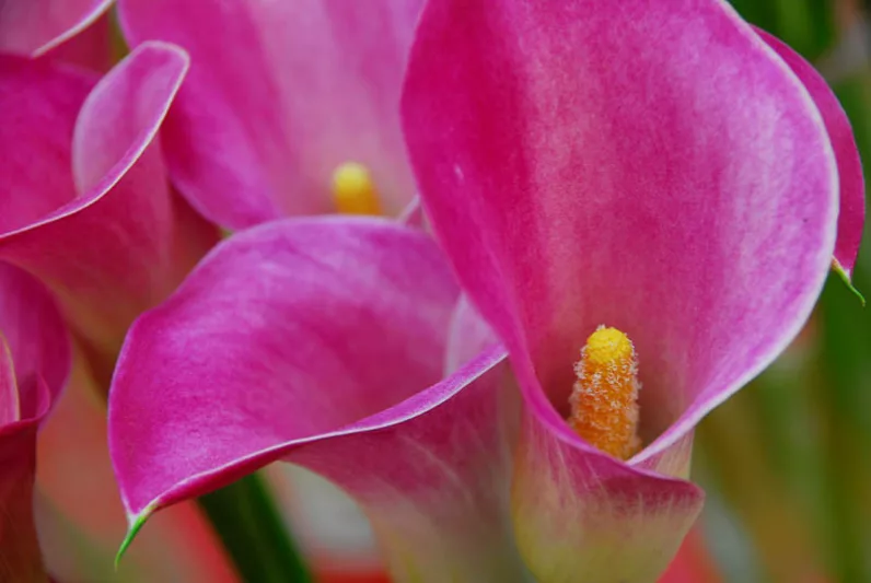 Zantedeschia Rubylite Rose, Calla Lily Rubylite Rose, Arum Lily Rubylite Rose, Calla Lilies, Arum Lilies, Zantedeschia care, pink calla lilies, purple calla lilies