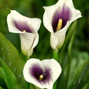 Zantedeschia 'Vermeer', Calla Lily 'Vermeer', Arum Lily 'Vermeer', Calla Lilies, Arum Lilies, Zantedeschia care, Purple Calla Lilies, White Calla lilies, Bicolor Calla Lilies