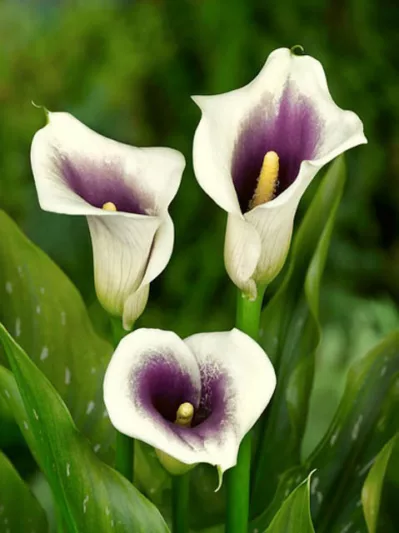 Zantedeschia 'Vermeer', Calla Lily 'Vermeer', Arum Lily 'Vermeer', Calla Lilies, Arum Lilies, Zantedeschia care, Purple Calla Lilies, White Calla lilies, Bicolor Calla Lilies