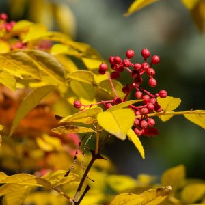 Zanthoxylum americanum, Common Pricklyash, Toothache Tree, Prickly Ash, Red Berries