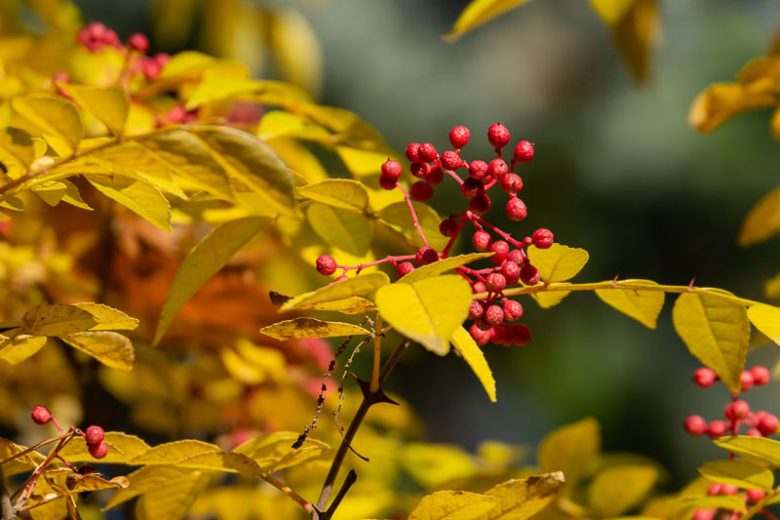 Zanthoxylum americanum, Common Pricklyash, Toothache Tree, Prickly Ash, Red Berries