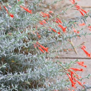 Zauschneria californica 'Calistoga', California Fuchsia  'Calistoga', Zauschneria cana 'Calistoga', Zauschneria 'Calistoga', Epilobium californicum 'Calistoga', Epilobium canum 'Calistoga'